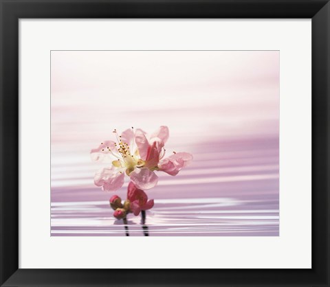 Framed Flower with Water Background Print