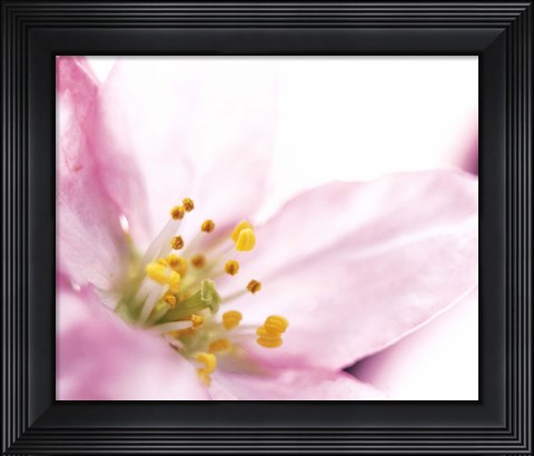 Framed Extreme close up of cherry blossom Print
