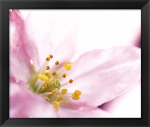 Framed Extreme close up of cherry blossom Print