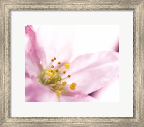 Framed Extreme close up of cherry blossom Print