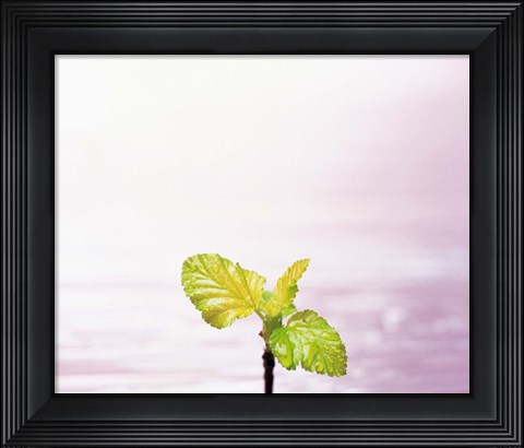 Framed Droplet on plant leaf, close up Print