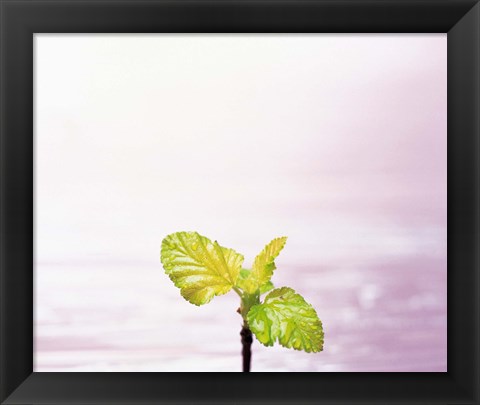 Framed Droplet on plant leaf, close up Print