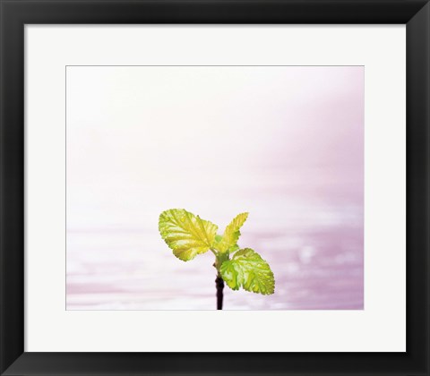 Framed Droplet on plant leaf, close up Print