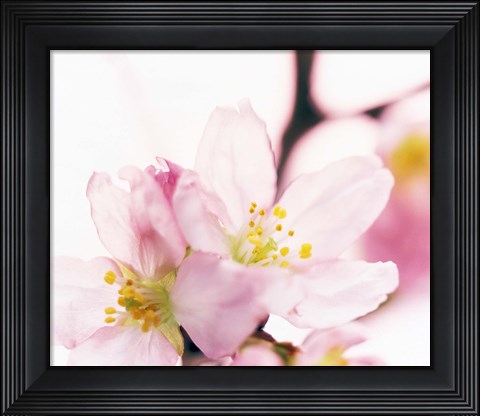 Framed Close up of cherry blossom Print