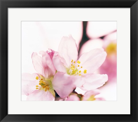 Framed Close up of cherry blossom Print