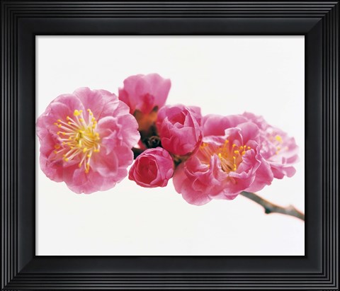 Framed Close up of a Cherry blossom Print