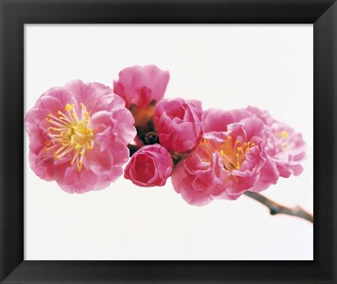 Framed Close up of a Cherry blossom Print