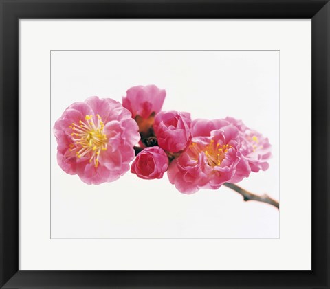 Framed Close up of a Cherry blossom Print