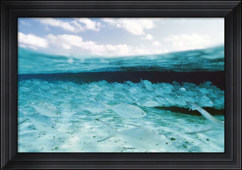 Framed School of Fish, Submerged Print
