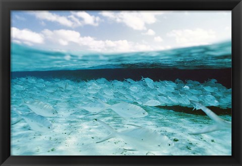 Framed School of Fish, Submerged Print