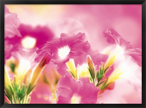 Framed Pink flowers Print