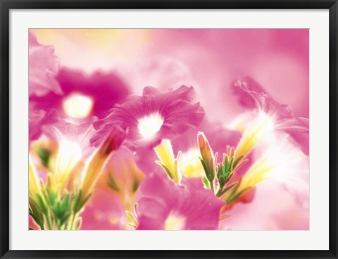 Framed Pink flowers Print