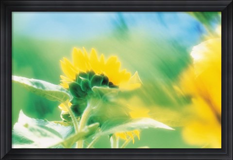 Framed Soft focus of yellow flower, blurred motion Print