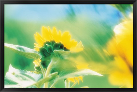 Framed Soft focus of yellow flower, blurred motion Print