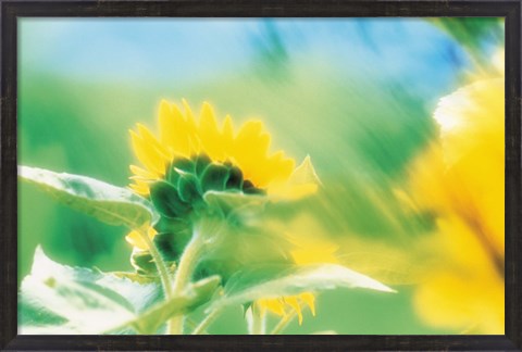 Framed Soft focus of yellow flower, blurred motion Print