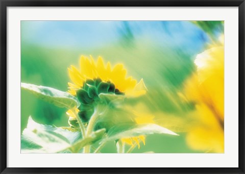 Framed Soft focus of yellow flower, blurred motion Print