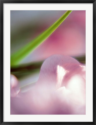 Framed Purple Flower and green leaf Print