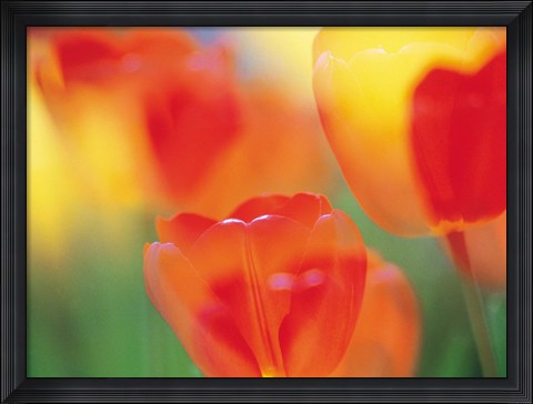 Framed Tulip Flowers Print