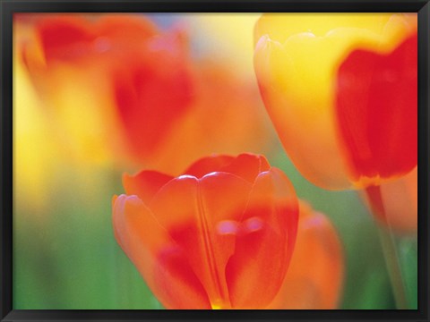Framed Tulip Flowers Print
