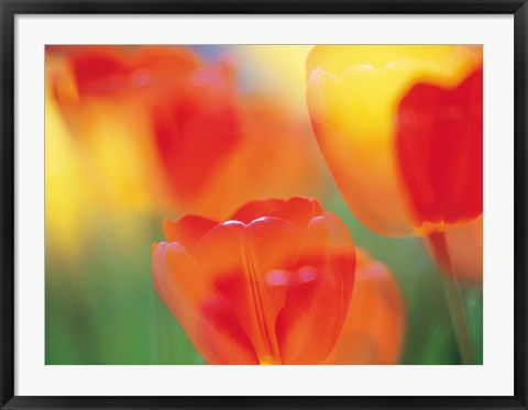 Framed Tulip Flowers Print