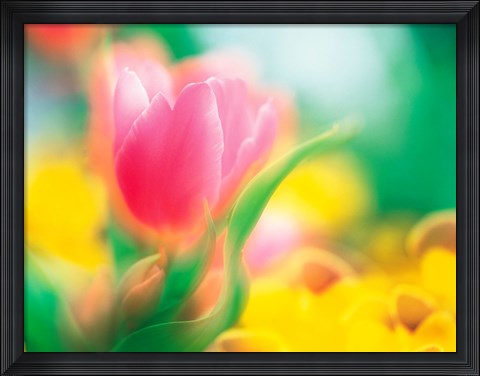 Framed Flowers Print
