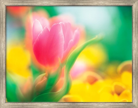 Framed Flowers Print