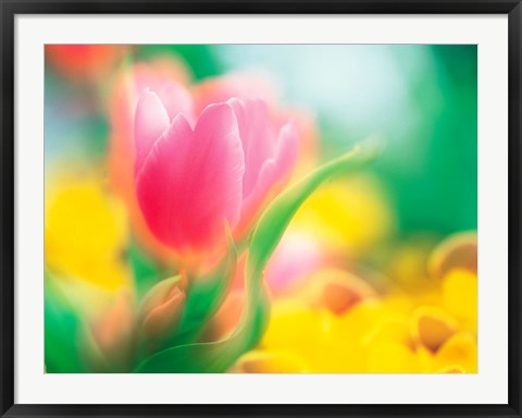 Framed Flowers Print