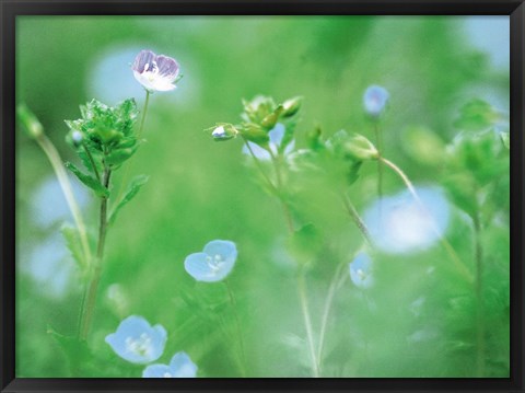 Framed Wildflowers Print