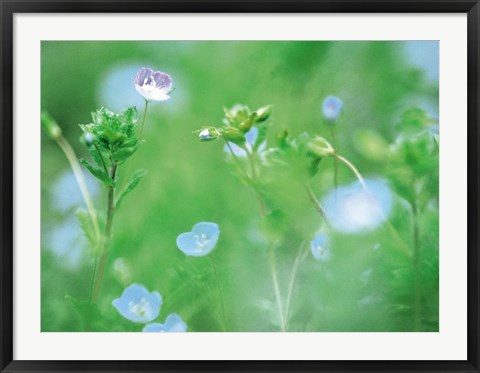 Framed Wildflowers Print