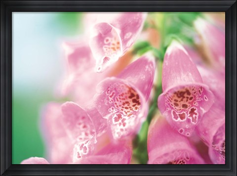 Framed Group of flower head Print