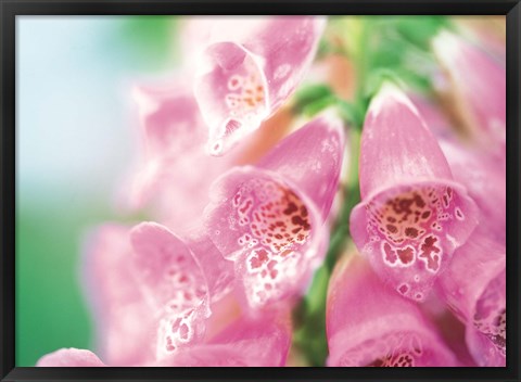 Framed Group of flower head Print