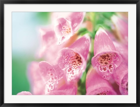 Framed Group of flower head Print