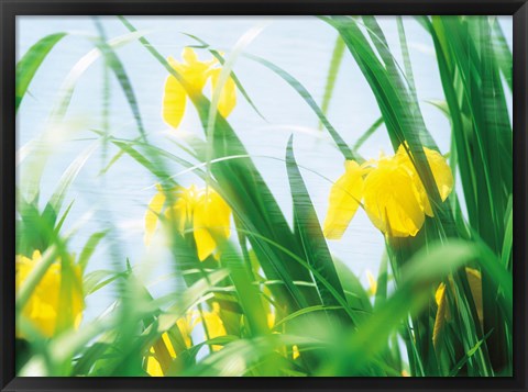 Framed Yellow flowers with grass an sky Print