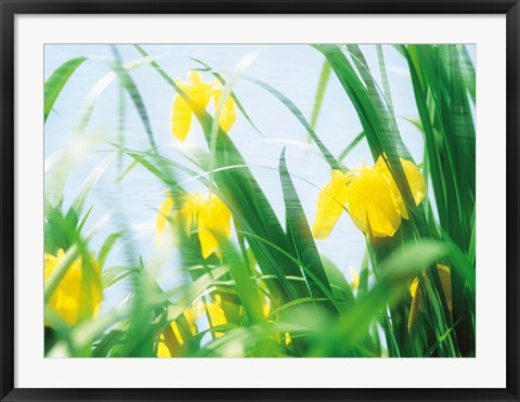 Framed Yellow flowers with grass an sky Print