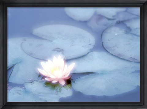 Framed Pink Flower in Pond, Lotus Print