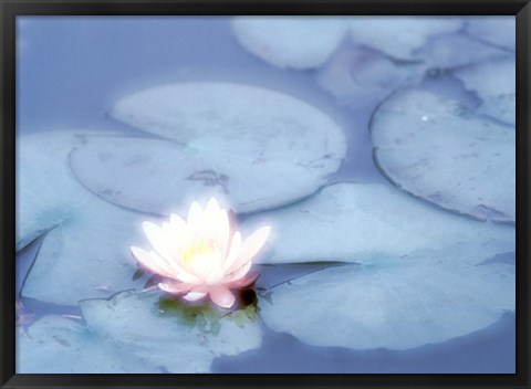 Framed Pink Flower in Pond, Lotus Print