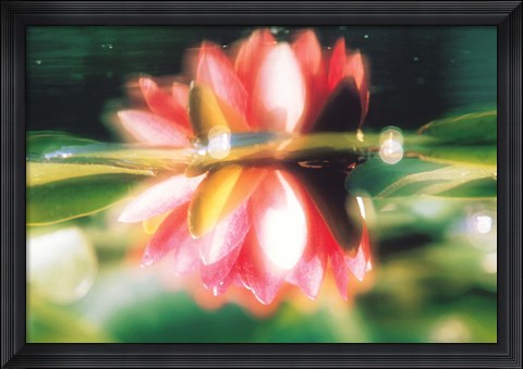 Framed Reflection of Flower in Pond, Lotus Print