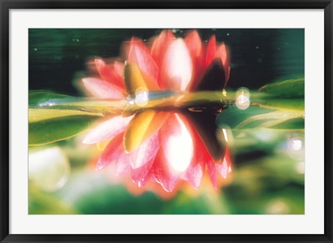 Framed Reflection of Flower in Pond, Lotus Print