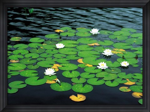 Framed Lily pads with water lily Print