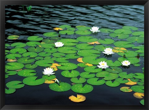 Framed Lily pads with water lily Print