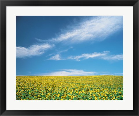 Framed Sunflowers in field Print