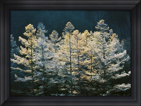 Framed Forest trees with sunlight at sunrise Print