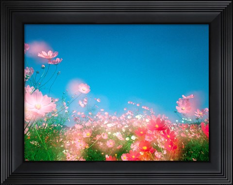 Framed Shiny pink flowers in bloom with blue sky Print