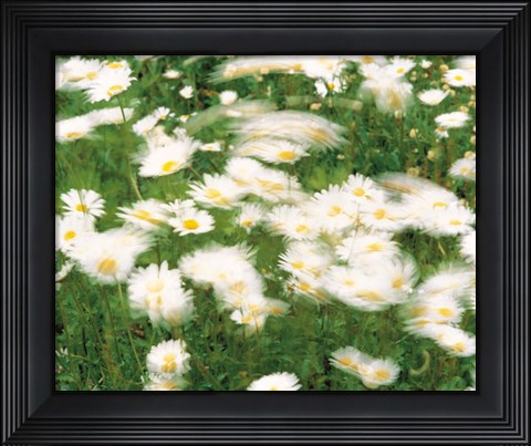 Framed Daisy flowers with blur motion Print