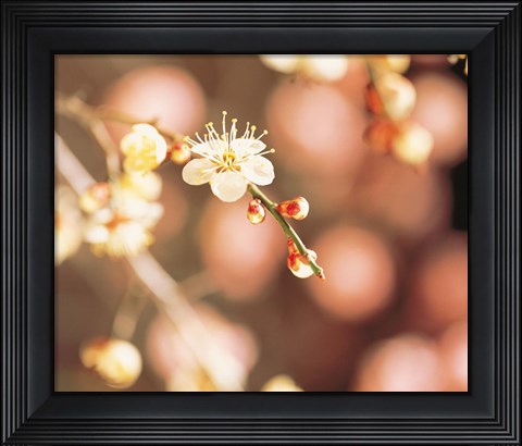 Framed Cherry blossom in selective focus Print