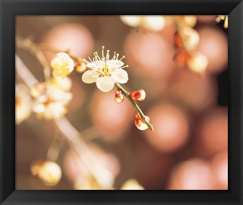 Framed Cherry blossom in selective focus Print