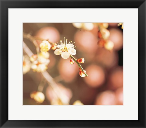 Framed Cherry blossom in selective focus Print