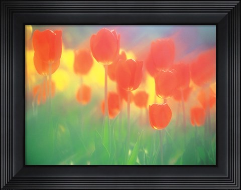 Framed Red Tulips Print