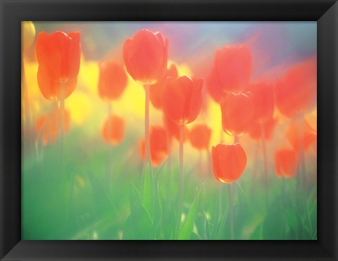 Framed Red Tulips Print