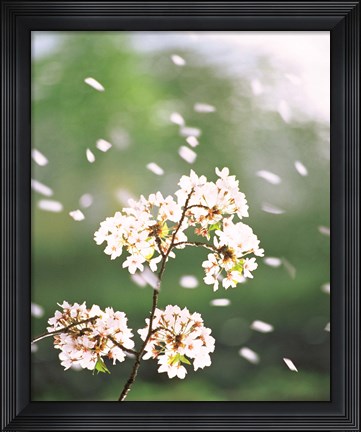 Framed Flower petals floating in air Print